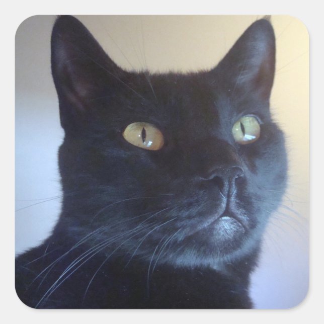 Carré Je Suis Chat Sticker (Devant)