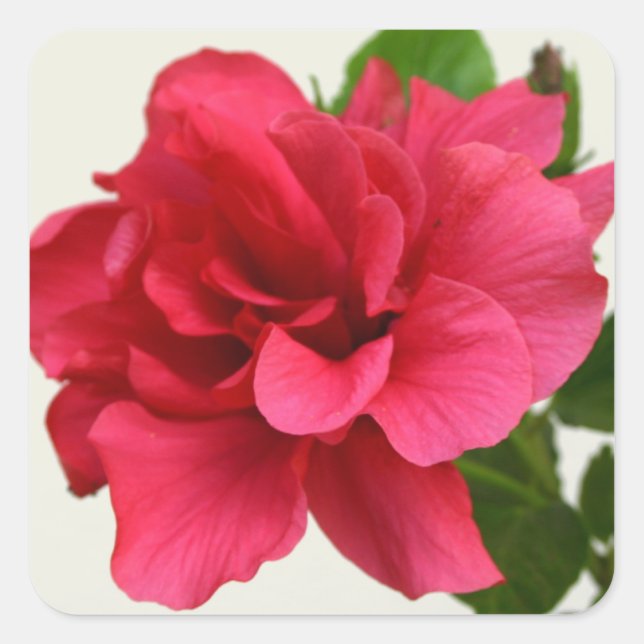 Carré Joli en rose - Sticker (Devant)