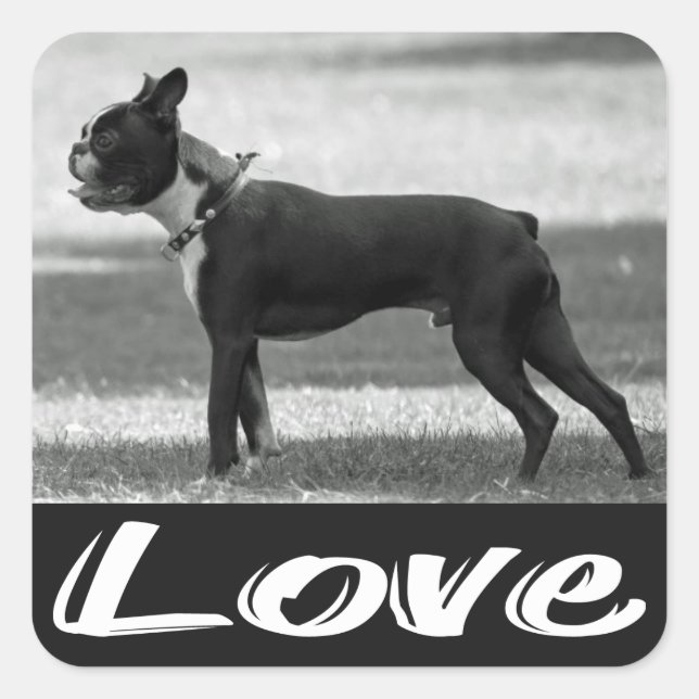 Carré Love Black & White Boston Terrier Dog Sticker (Devant)