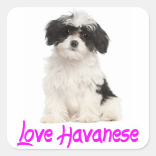 Carré Love Havanese Puppy Dog Sticker