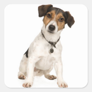 Carré Love Jack Russell Sticker Chien Chien Chien Chien