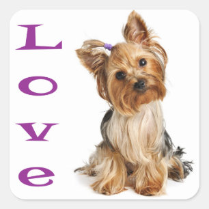Carré Love Yorkshire Terrier Chien Chien Chien Sticker /