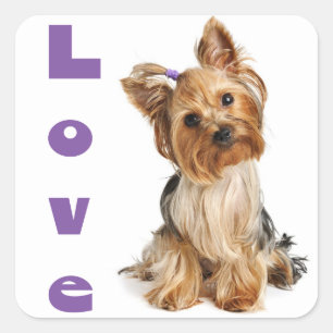 Carré Love Yorkshire Terrier Chien Chien Chien Sticker /