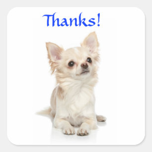 Carré Merci Sticker de Long Haired Chihuahua