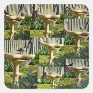 Carré Oiseaux Australiens Sur Un Bain D'Oiseaux, Sticker