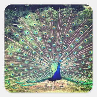 Carré Preening Peacock Square Sticker