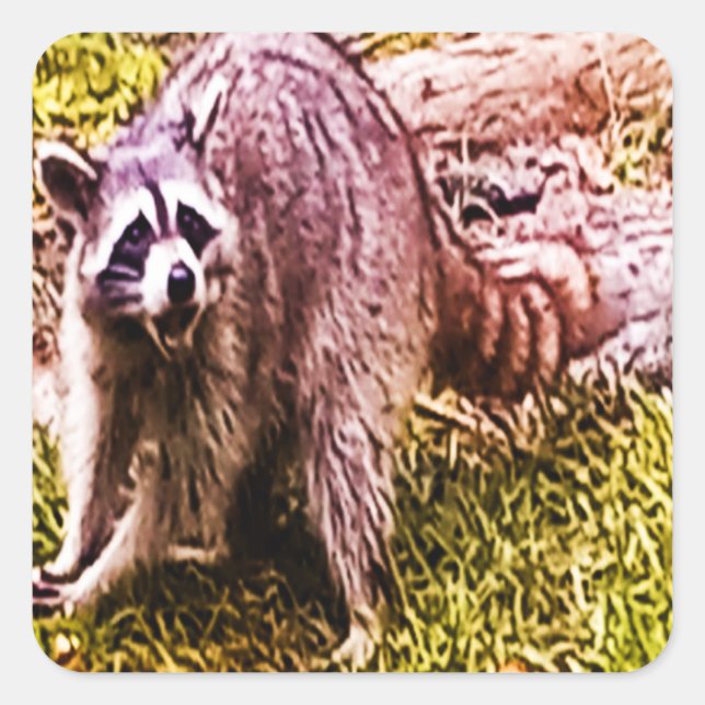 Carré Raccoon Avec Sticker Fleur De Lis (Devant)