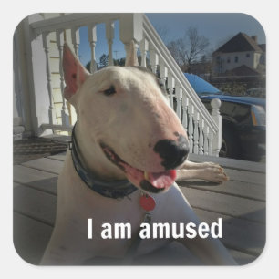 Carré Rex La TV Terrier Je suis Amused sticker