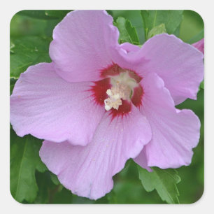 Carré Rose De Sharon Sticker