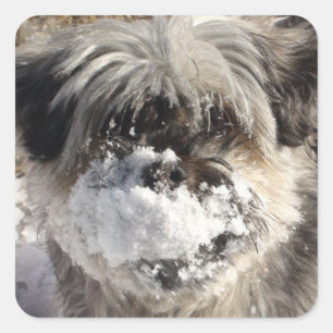 Carré Sticker à nez de chien