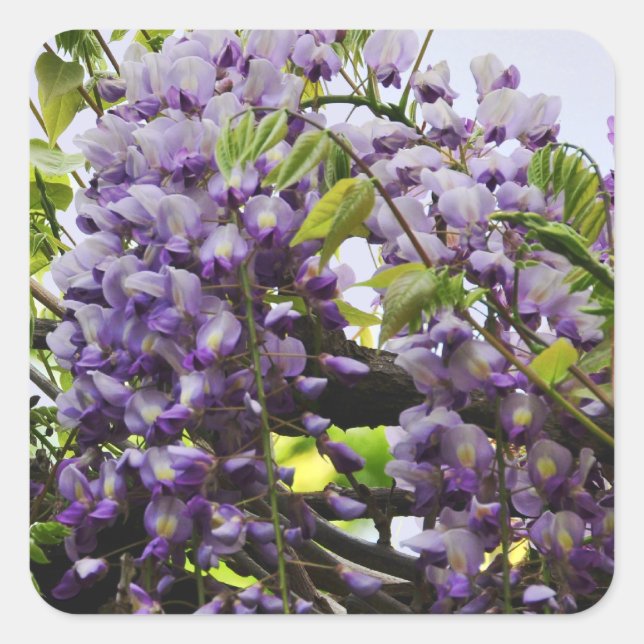 Carré Sticker à vin Wisteria (Devant)