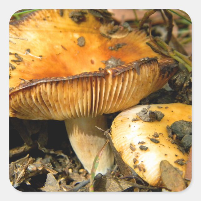 Carré Sticker aux champignons sauvages (Devant)