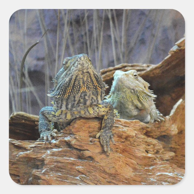 Carré Sticker avec deux lézards curieux (Devant)