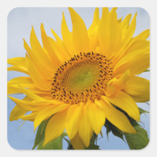 Carré Sticker bleu floral de tournesol jaune / Sceau