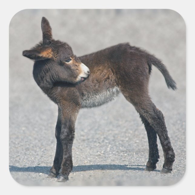 Carré Sticker Burro (Devant)