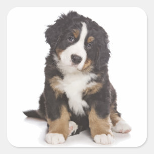 Carré Sticker Chien Chien Montagne Bernese / Sceau
