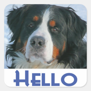 Carré Sticker Chien Chien Montagne Bernese / Sceau