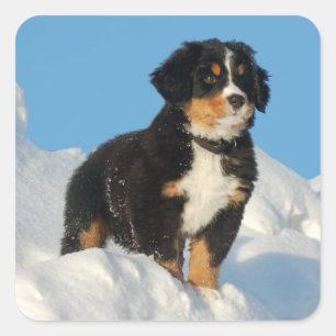 Carré Sticker Chien Chien Montagne Bernese / Sceau
