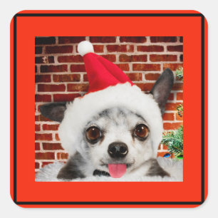 CARRÉ STICKER CHIHUAHUA À Santa hat