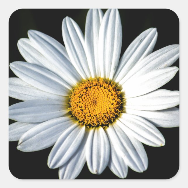 Carré Sticker Daisy Mae (Devant)