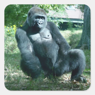 Carré Sticker de Gorilla