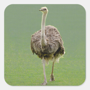 Carré Sticker d'Ostrich