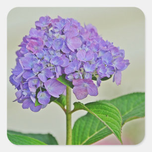 Carré Sticker en fleurs d'Hydrangea