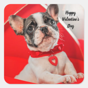 Carré Sticker français pour chien de taureau de Valentin