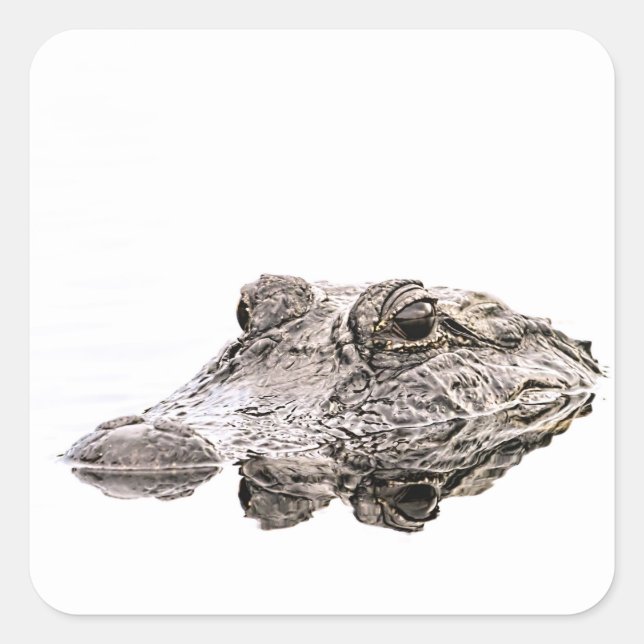 Carré Sticker Gator (Devant)