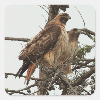 Carré Sticker Hawk