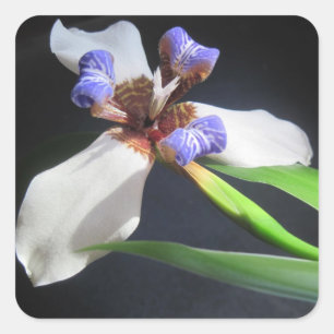 Carré Sticker Iris étonnant