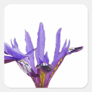 Carré Sticker Iris Flowers