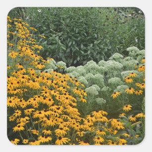 Carré Sticker Jardin De Susans À Oeil Noir