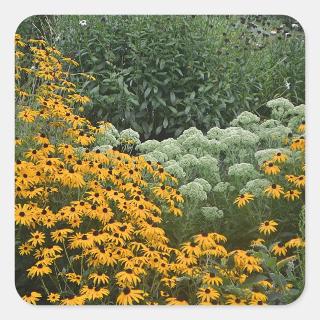 Carré Sticker Jardin De Susans À Oeil Noir (Devant)