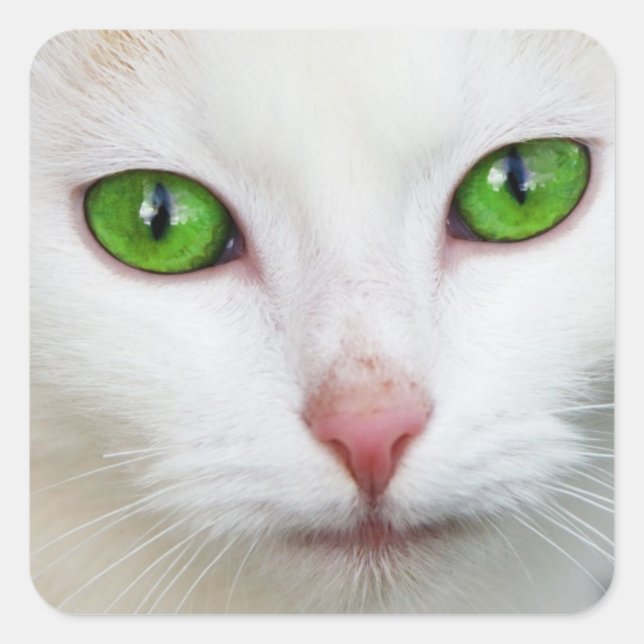 Carré Sticker Kitty "Green Eyes" (Devant)