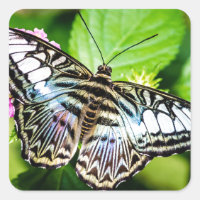 Sticker papillon Clipper Bleu