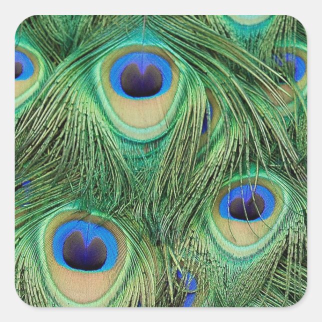 Carré Sticker Peacock (Devant)
