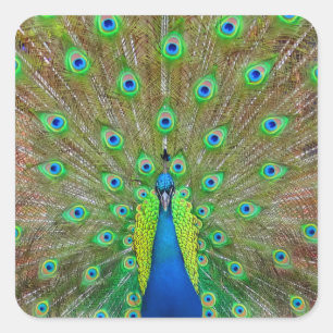 Carré Sticker Peacock Bleu #3