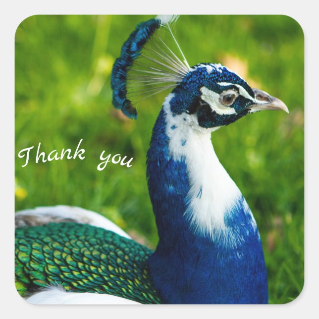 Carré Sticker Peacock bleu moderne (Devant)