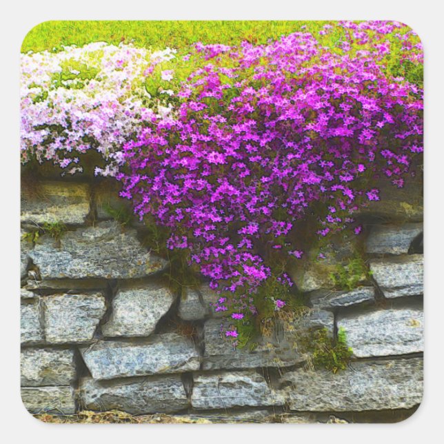 Carré Sticker Phlox On Rocks (Devant)
