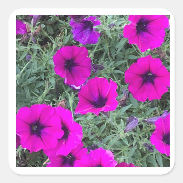 Carré Sticker Pink Petunia (Devant)