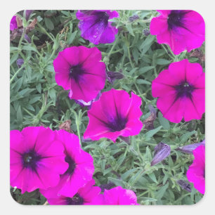 Carré Sticker Pink Petunia
