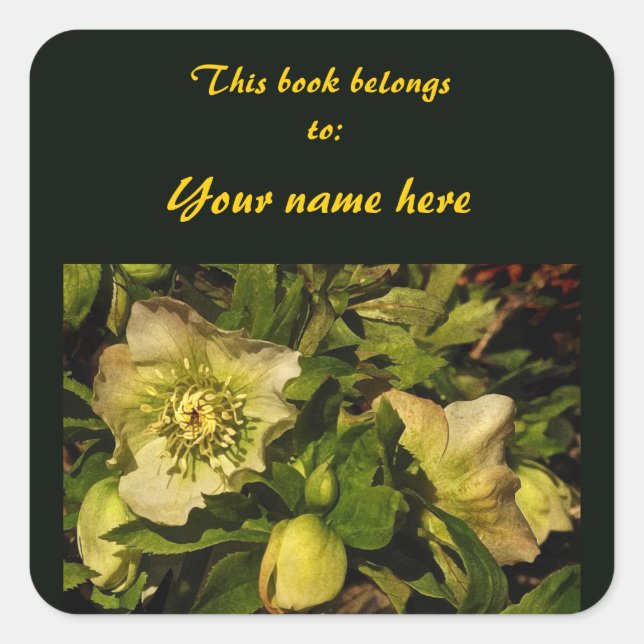 Carré Sticker plaque Rose Hellebore Lenten (Devant)