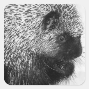 Carré Sticker Porcupine