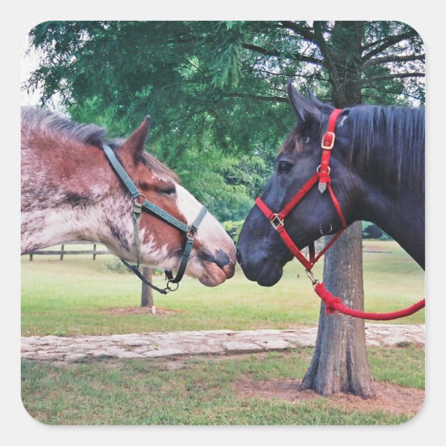 Carré Sticker pour Cheval (Devant)