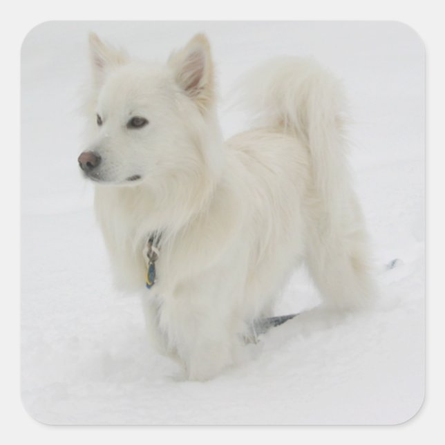 Carré Sticker pour chien cochon américain Eskimo / Étiqu (Devant)