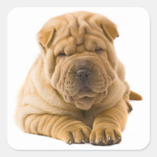 Carré Sticker pour chien coquelicot / Sceau
