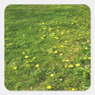 Carré Sticker pour l'herbe et les Dandelions