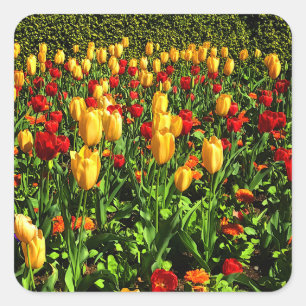 Carré Sticker pour tulipes rouges et jaunes #1