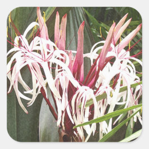Carré Sticker Queen Emma Crinum Lilies